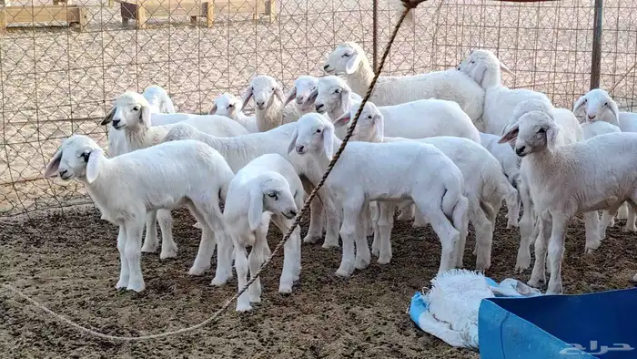 غنم حريه خلفات 24 تحتها 24 بهمها طيب وقيامه ممتاز ضان للبيع 6