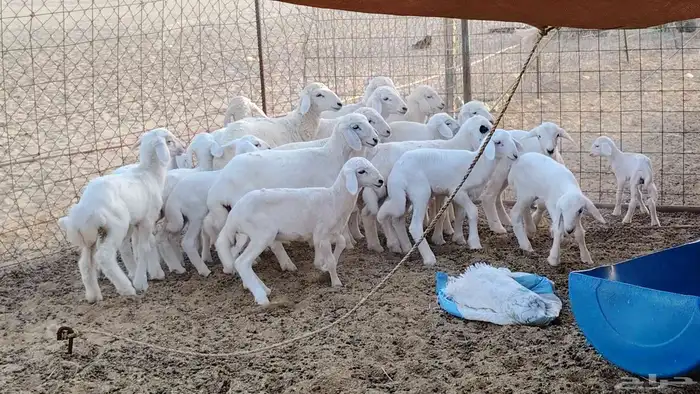 غنم حريه خلفات 24 تحتها 24 بهمها طيب وقيامه ممتاز ضان للبيع 33