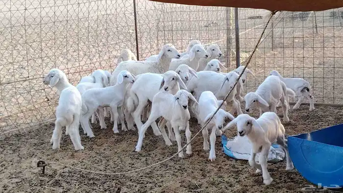 غنم حريه خلفات 24 تحتها 24 بهمها طيب وقيامه ممتاز ضان للبيع 15