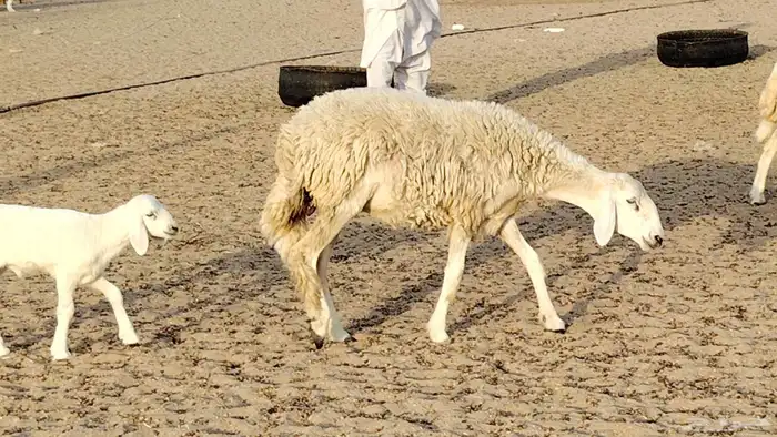 غنم حريه خلفات 24 تحتها 24 بهمها طيب وقيامه ممتاز ضان للبيع 32