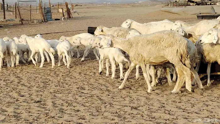 غنم حريه خلفات 24 تحتها 24 بهمها طيب وقيامه ممتاز ضان للبيع 16