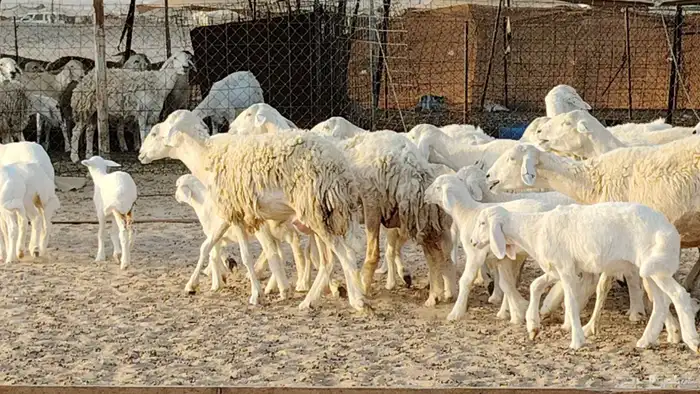 غنم حريه خلفات 24 تحتها 24 بهمها طيب وقيامه ممتاز ضان للبيع 22