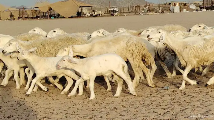 غنم حريه خلفات 24 تحتها 24 بهمها طيب وقيامه ممتاز ضان للبيع 29