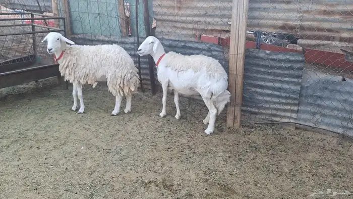 مطوقات مضاريع طيبه شرط شرط لاهل الزين 3