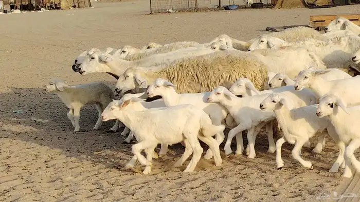 غنم حريه خلفات 24 تحتها 24 بهمها طيب وقيامه ممتاز ضان للبيع 28