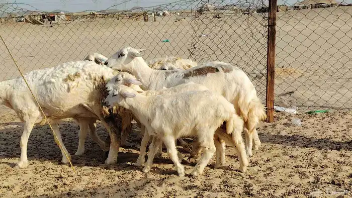 ضان خلفات 4 تحتها 5 بهمها زبايح جلب ضان للبيع 11