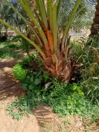 للبيع فروخ هلالي واخلاص 2