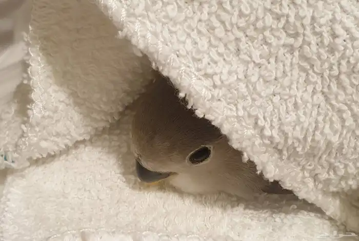 فرخ روز هدد Tame Chick محجل 2