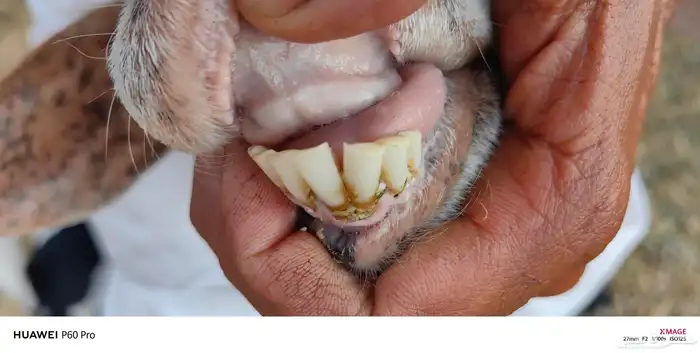 عنز.مع.جفره.للبيع 6