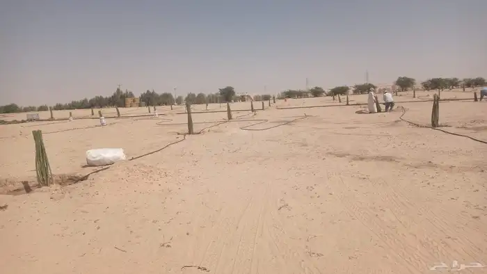 نخل للبيع جمع أنوعه متوفره لدينا 4