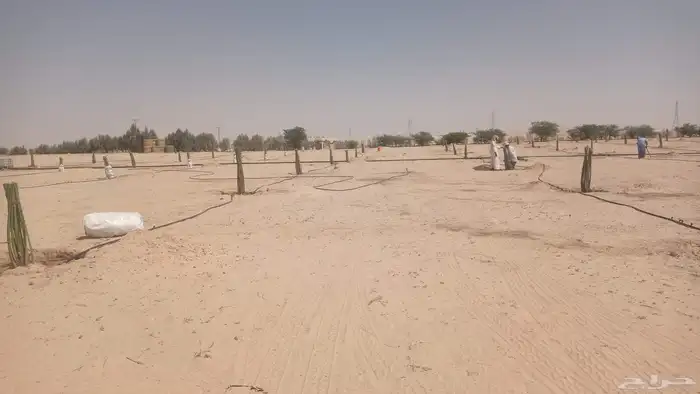 نخل للبيع جمع أنوعه متوفره لدينا 3