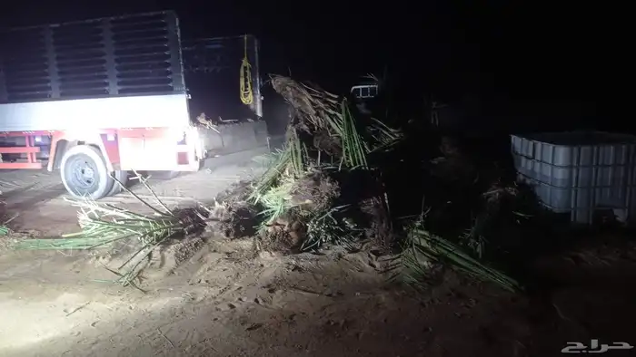 نخل للبيع جمع أنوعه متوفره لدينا 7