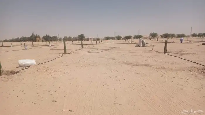 نخل للبيع جمع أنوعه متوفره لدينا 2