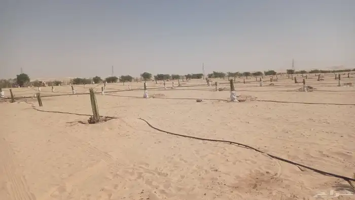 نخل للبيع جمع أنوعه متوفره لدينا 0