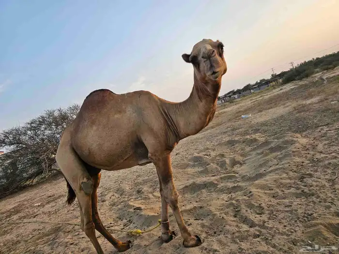 بعير للبيع على السوم اتصال 7
