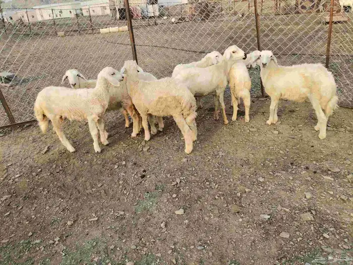 خرفان ورخال سمان ونظاف 1