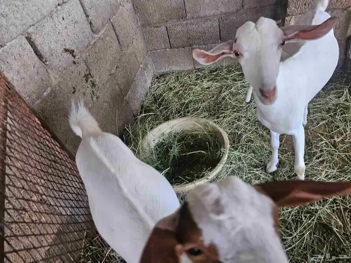 جفار 1