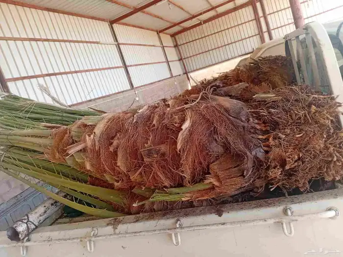 يوجد الدنيا نخل للبيع بحايل صقعي ومحدوله وبرني 2