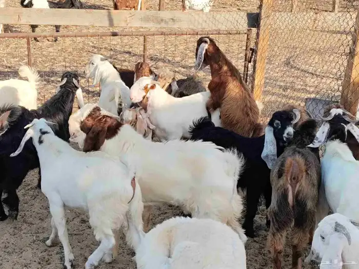 تيوس مشاريع فحول طيبه 7