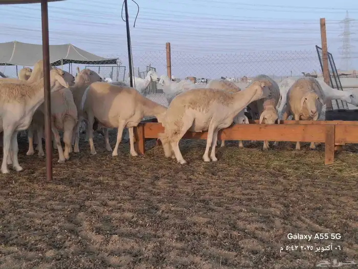 ضام حري صنف الصنف 1