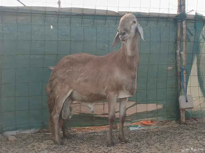 طلي سواكني فحل مشروط 1