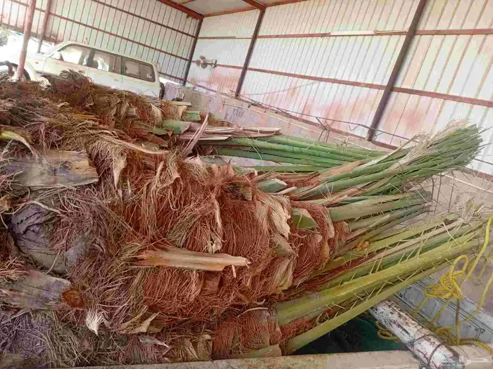 يوجد الدنيا نخل للبيع بحايل صقعي ومحدوله وبرني 3