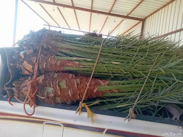 يوجد الدنيا نخل للبيع بحايل صقعي ومحدوله وبرني 4