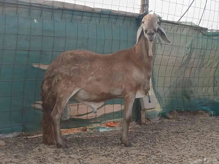 طلي سواكني فحل مشروط 3