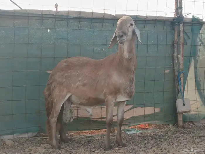 طلي سواكني فحل مشروط 2