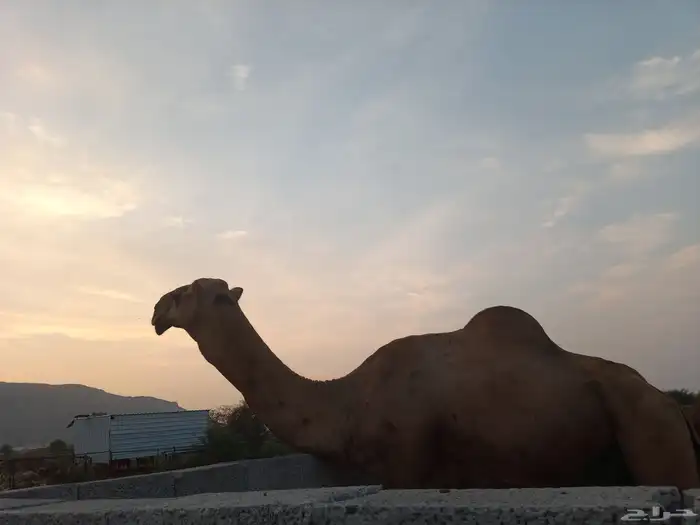 إبل للبيع 10رواس مع فحلها 2