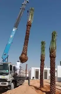 قشع نخل نقل نخل ازالة نخل قص شجر تقطيع شجر 2