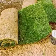 زراعه جميع انواع الاشجار والنخل والنجيل وكل مايتعلق بالزراعه 20
