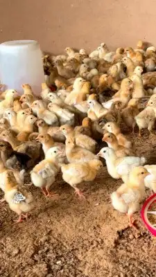 يوجد الرومي الصغير والكبير ديوك يوجد الصوص الفرنسي والبيض ال 0