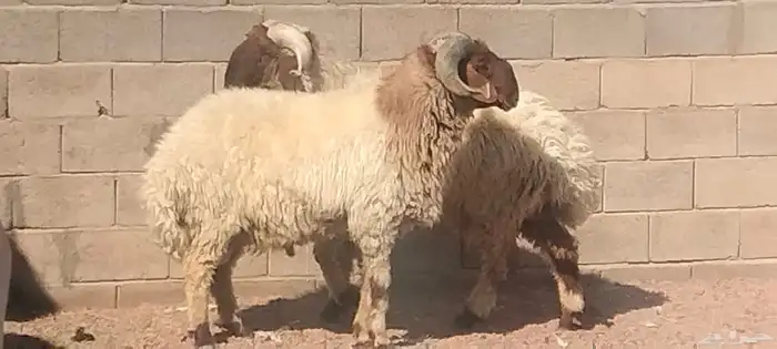 فحول نعيم مشروطه النسف والقريع والإنتاج 2