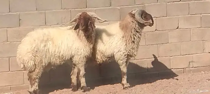 فحول نعيم مشروطه النسف والقريع والإنتاج 0