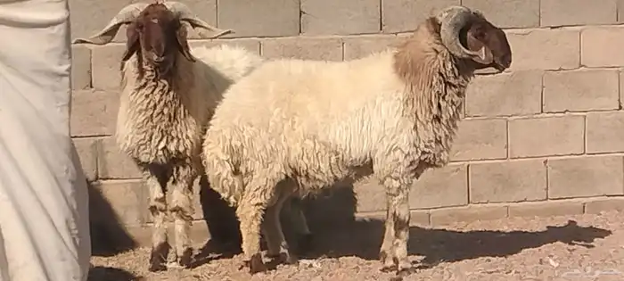فحول نعيم مشروطه النسف والقريع والإنتاج 1