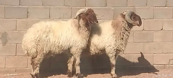 فحول نعيم مشروطه النسف والقريع والإنتاج 3