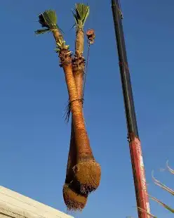 قشع نخل نقل نخل ازالة نخل قص شجر تقطيع شجر 0
