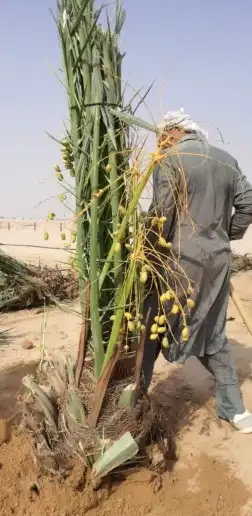 نخل مثمر للبيع مجدول خضري دخيني نخيل صقعي صفاوي عنبر شيشي غر 3