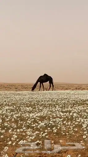بكج بذور ازهار الوسمي و الربيع البرية عرض خاص 9