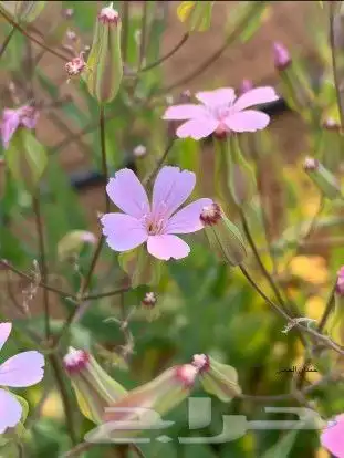 بكج بذور ازهار الوسمي و الربيع البرية عرض خاص 8