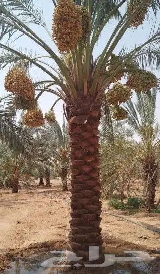 نخل للبيع نخيل طيب نقايل فسايل توصيل جميع المواقع مثمر فاخر 1