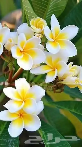 زراعه جميع انواع الاشجار والنخل والنجيل وكل مايتعلق بالزراعه 0
