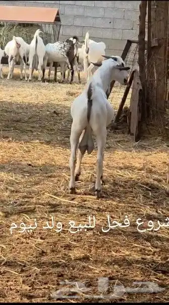 نعرض لكم تيس بيشي 0