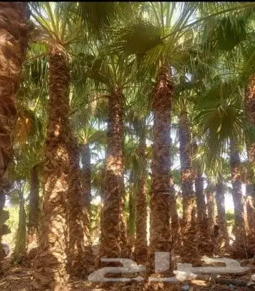 مقاول نخيل عربي وواشنطن 5