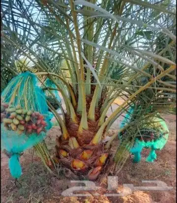 نخل للبيع نخيل طيب نقايل فسايل توصيل جميع المواقع مثمر فاخر 0