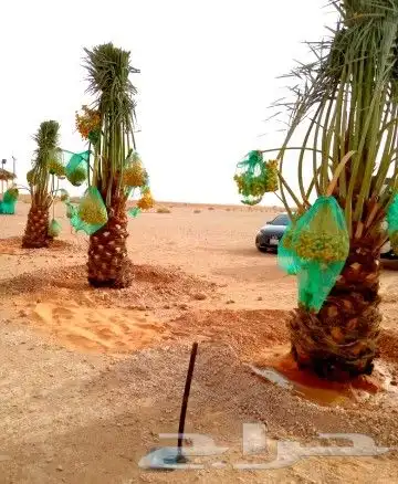 نخل مثمر للبيع مجدول خضري دخيني نخيل صقعي صفاوي عنبر شيشي غر 9