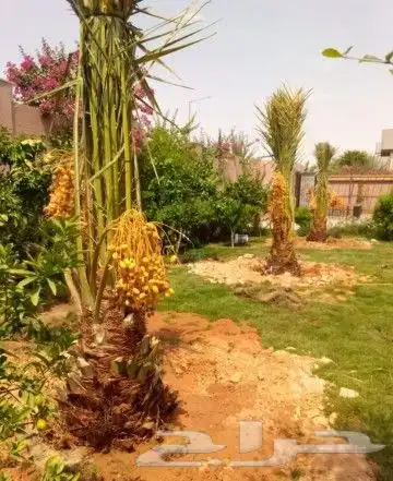نخل للبيع نخيل طيب نقايل فسايل توصيل جميع المواقع مثمر فاخر 3