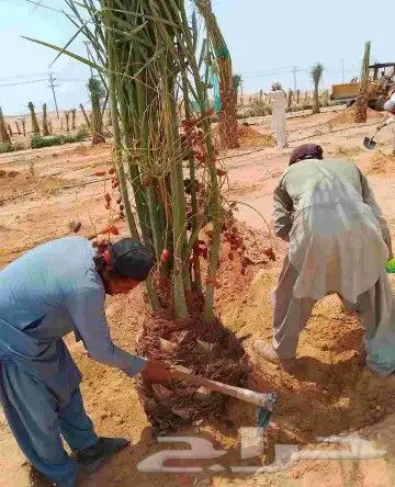 نخل للبيع نخيل مثمر فاخر نقايل فسايل خلاص صقعي خضري سكري سلج 4