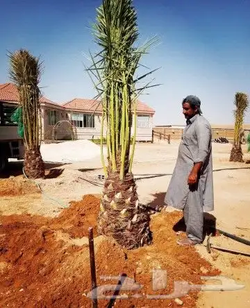 نخل للبيع نخيل مثمر فاخر نقايل فسايل خلاص صقعي خضري سكري سلج 6